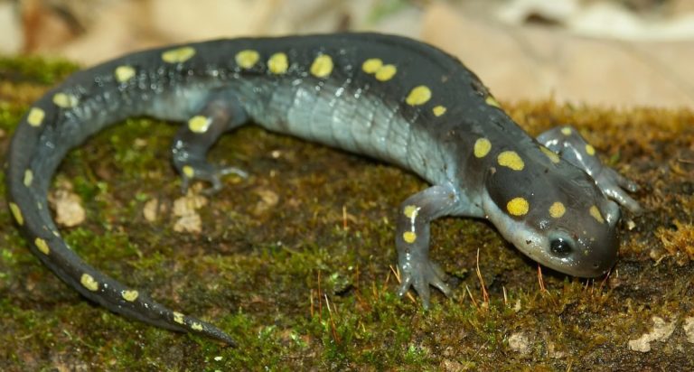 Brecksville Reservation Salamander Migration