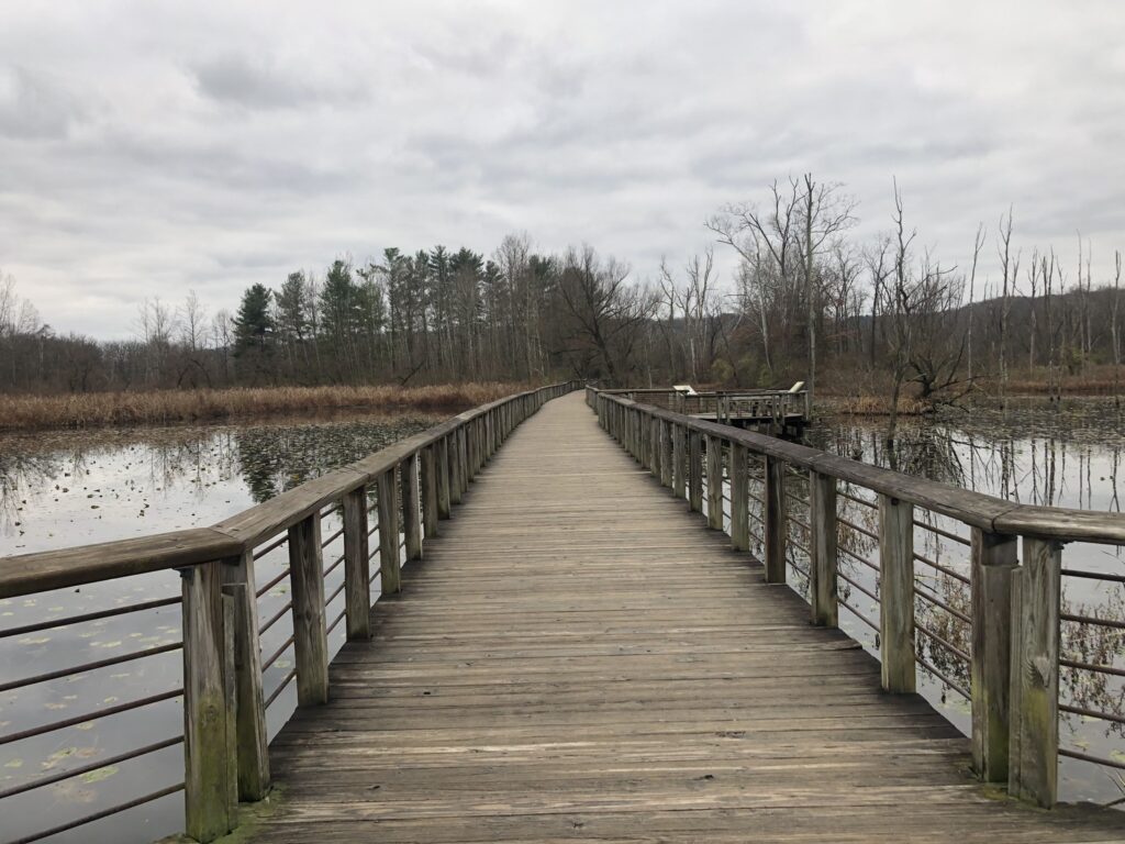 beaver marsh